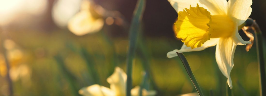 Photo by Niklas Ohlrogge (niamoh.de) focus photography of yellow-petaled flower